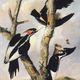 An oil painting of three ivorybills perched on a tree.